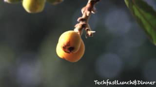 Canon 7D amp EFS 55250mm Lens 1080P HD Video Test [upl. by Publus249]