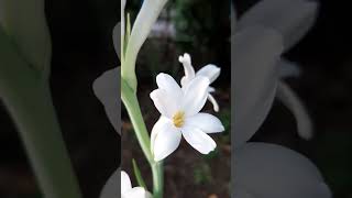 Today my tuberose plant has flowers for the first time greenplants tuberose floweringgarden [upl. by Barta632]