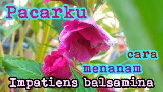 Pacarku Cara Menanam Impatiens balsamina [upl. by Zeb937]