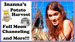 Inannas Potato Harvest Full Moon Channeling and More [upl. by Noeruat728]