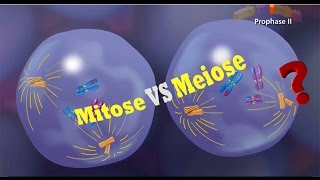 La Différence Entre La Mitose Et La Méiose [upl. by Sabella]