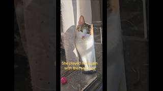 I got played again fool kitten sad beast cutefunnyvideo [upl. by Hyacinthia]