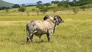 Tourinho Gir leiteiro registrado a venda pedida 12 mil valor negociável ZAP 87 981347718 SERGINHO [upl. by Lodie]