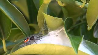 Jumping spider Philaeus chrysops taking care of its web [upl. by Notlad]