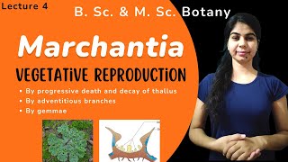 Marchantia  Vegetative Reproduction  in Hindi  Botany  B Sc amp M Sc [upl. by Iralam912]