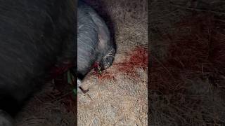 BEAST BROADHEAD VS CAPE BUFFALO 🤯😳 beastbroadheads 2024broadheads [upl. by Martelli]