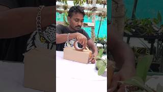 Tolumnia orchid packaging plants video shorts trending viralvideo youtubeshorts subscribe [upl. by Dnaloy]