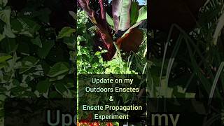 Update on my Ensetes Overwintered Outdoors UK and my Ensete Propagation Experiment [upl. by Emalee168]