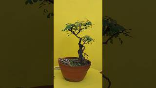 Phyllanthus reticulatus Bonsai viralvideo shortsvideo shorts viralshorts [upl. by Dollar]