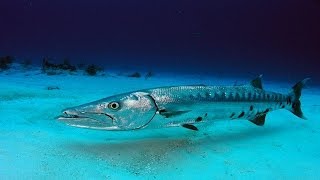 Barracuda Sphyraena Documentary  Shocking Fish Attack  Fishing Tv HD [upl. by Roselyn]