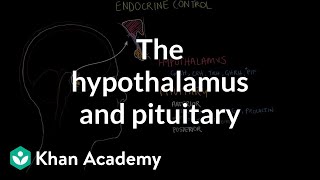 The hypothalamus and pituitary gland  Endocrine system physiology  NCLEXRN  Khan Academy [upl. by Tawsha]