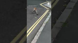 Fox battles it out with rat on London street [upl. by Alaj]