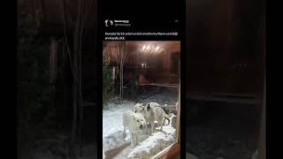 Burda yaşamak istermiydiniz kurtlar kanada winter kesvet keşfet izlenme wolf home öneçıkar [upl. by Helga]