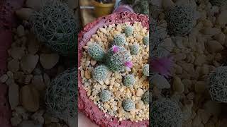 mammillaria vetula ssp gracilis CV Roi baudoin yonniux [upl. by Ahsinert]