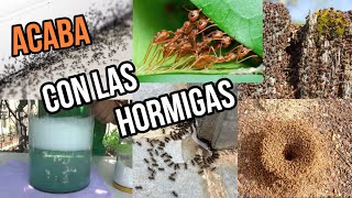 EN 5 MINUTOS ELIMINA el 100 de HORMIGAS de CASA PLANTAS Y JARDÍN con ESTE Remedio CASERO FACIL [upl. by Guria]