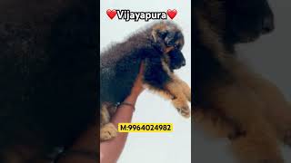 GERMAN SHEPHERD PUPPIES AVAILABLE🐶❤️☎️9964024982bijapur vijayapura pets puppy puppies pet [upl. by Scarlett]