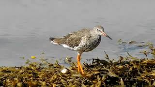 Common Greenshank [upl. by Skvorak366]