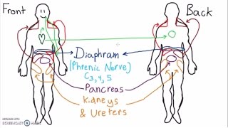 Abdominal Dermatomes and Referred Pain [upl. by Caia118]