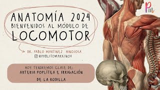 Arteria poplítea e irrigación de la rodilla [upl. by Schuster584]