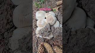 Amazing Champion Mushroom mushroomlife nature boletus foraging  wildmushrooms champions [upl. by Aeriell394]