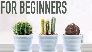 3 EASY CACTI FOR BEGINNERS [upl. by Candie]