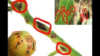 METHOD TO TREAT BACTERIAL BLACK SPOT DISEASE OF MANGO Xanthomonas campestris  PART 1 [upl. by Esil]