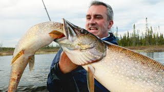 CE POISSON CANNIBALE DÉVORE MA PRISE  Cyril Chauquet [upl. by Vorfeld]