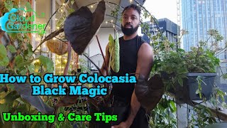 How To Grow Colocasia Black Magic Unboxing and Colocasia Care Tips [upl. by Nivej]