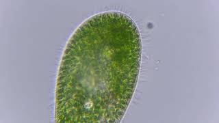 Paramecium bursaria with endosymbiotic chlorella algae 3 [upl. by Kcirej]