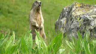 MARMOTTE PHYSIQUE  marmotte qui parle [upl. by Woo171]