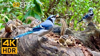 Cat TV for Cats to Watch 😺 Birds vs Chipmunks A Day in the Wild 🐿 8 Hours 4K HDR 60FPS [upl. by Atirres]