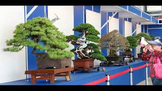 BONSAI ĐỈNH CAO  TRIỄN LÃM BONSAI CHÂU Á THÁI BÌNH DƯƠNG LẦN THỨ 14 [upl. by Anileva851]