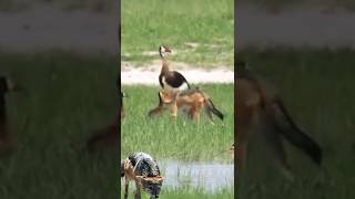 jackal hunting ducks [upl. by Salvucci]