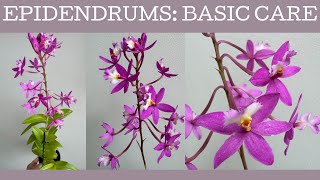 How to grow Epidendrums  Crucifix Orchids Basic care [upl. by Tella]