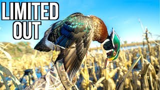 Hunting Flooded Corn Wood Ducks Limited Out [upl. by Pesvoh]