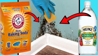 DIY MOULD REMOVER  8 Ways To Get Rid of Black Mold Naturally [upl. by Davison]