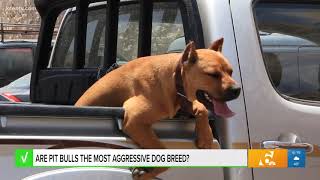 Are pit bulls the most aggressive dog breed Our team verifies [upl. by Anawak]