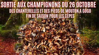 Sortie au champignons du 26 octobre 2024  fini les cèpes place au chanterelles et pieds de moutons [upl. by Oicirtap]