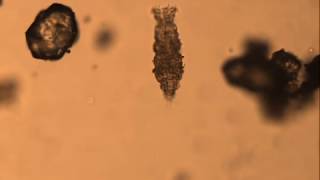 Micro organisme dans une goutte deau au microscope amscope T490B [upl. by Ybocaj]