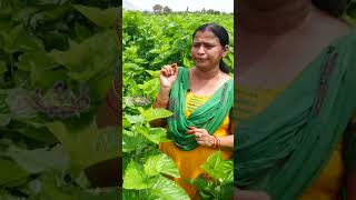 ఈ ఆకు ఎంత Quality గా ఉంటే అంత ఆదాయం mulbery silkworm business [upl. by Eimmaj]