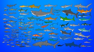 145 Sharks Size Comparison  Living and Extinct  What is the biggest shark [upl. by Rafaelle991]