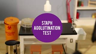 MicroLab  Staph Agglutination Test [upl. by Ennoved279]