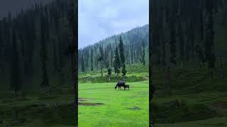 Dubjan Pir panjal Shopian trek in Kashmir jammukashmir pirpanjalrange kashmirvalley nature [upl. by Grata152]