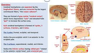 Sulciampgyri of the cerebral hemispheresDrAhmed Farid [upl. by Ycnay55]