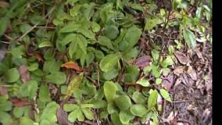 Queensland Part 3 Drosera schizandra on Mount Bartle Frere [upl. by Flynn]