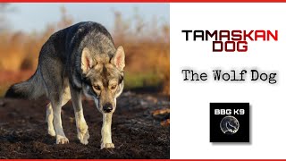 Tamaskan Dog  The Finnish wolf dog  Dog breed facts  BBG K9 [upl. by Alilahk130]