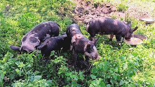 Baby Berkshire Pigs Arrived 🐖 [upl. by Atelahs]