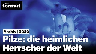 Pilze die heimlichen Herrscher der Welt 2020 [upl. by Aicener403]