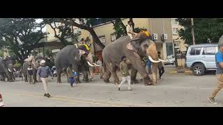 Mysore Dasara Elephants [upl. by Ahsiekit]