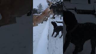 Lurcher Jumping puppy dogsrock musicgenre cat rockndogs musicstyle 80smusic pets rockdog [upl. by Bron904]